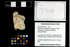 Foto (Objekt + Etikett) von Pithonoton marginatum (von Meyer, 1842)  (NHMW-GEO-2014-0194-0706)
